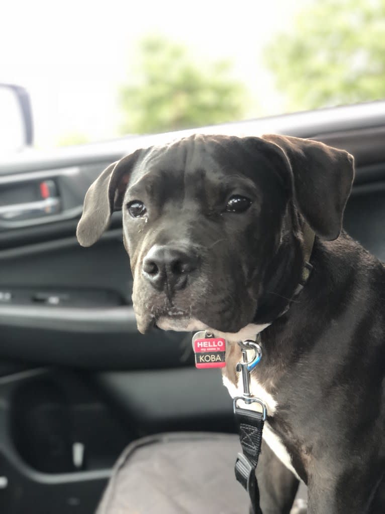 KOBA, an American Bully tested with EmbarkVet.com