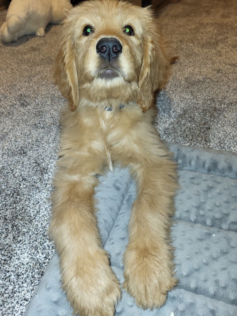 Tobias Lincoln, a Goldendoodle tested with EmbarkVet.com