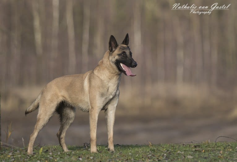 Photo of Rikki, a Belgian Shepherd  in Hoofdweg 35, Zegveld, Nederland