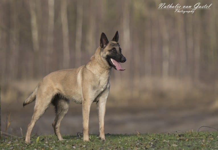 Rikki, a Belgian Shepherd tested with EmbarkVet.com