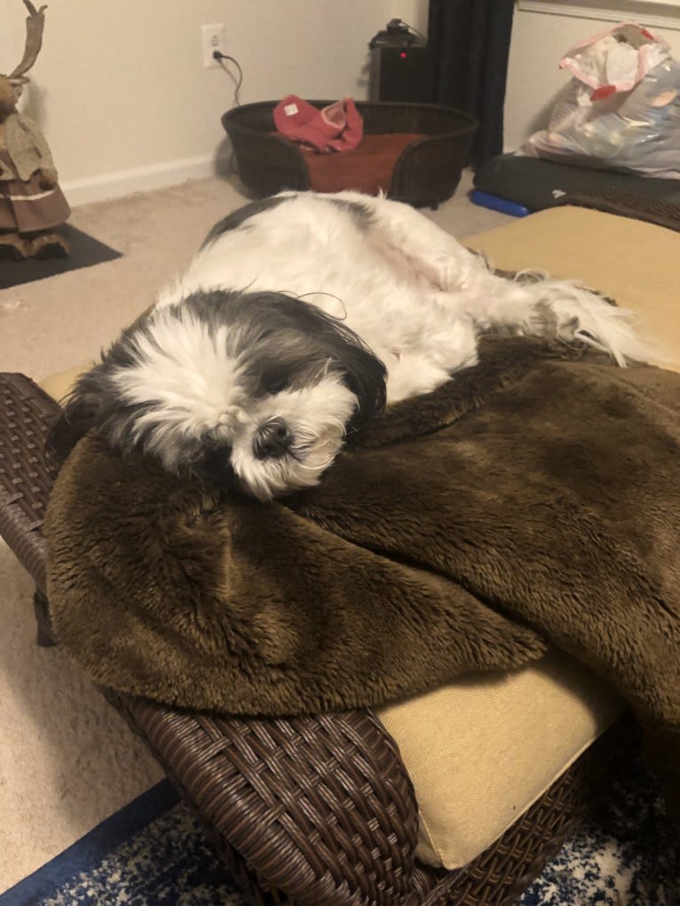 Harvey, a Shih Tzu tested with EmbarkVet.com