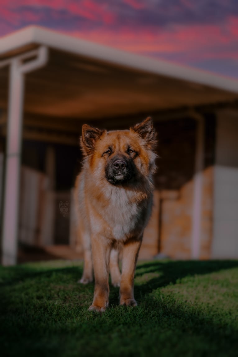 Tinos, a German Shepherd Dog and Alaskan Malamute mix tested with EmbarkVet.com