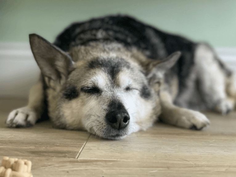 Midge, a Chihuahua and Australian Shepherd mix tested with EmbarkVet.com