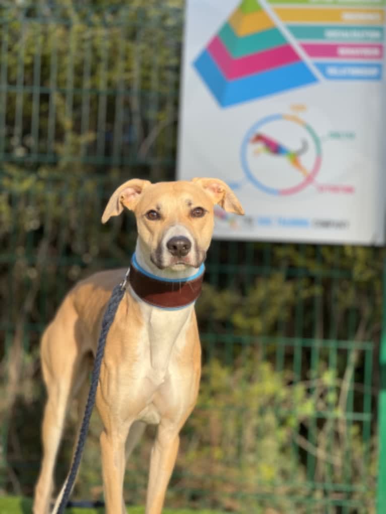 Sebastian, a Greyhound and American Pit Bull Terrier mix tested with EmbarkVet.com