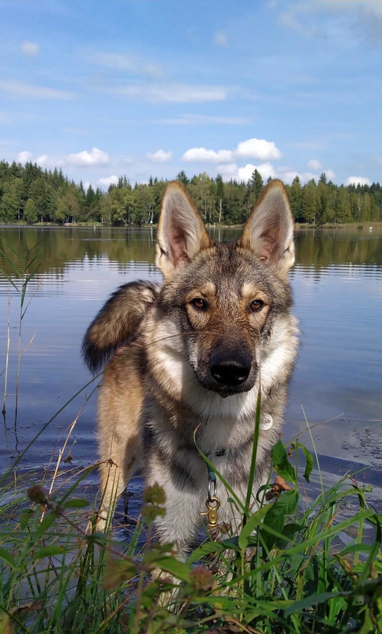 "Yakari"  Lone Tamaskan Arkham Bruce Wayne, a Siberian Husky and Alaskan Malamute mix tested with EmbarkVet.com