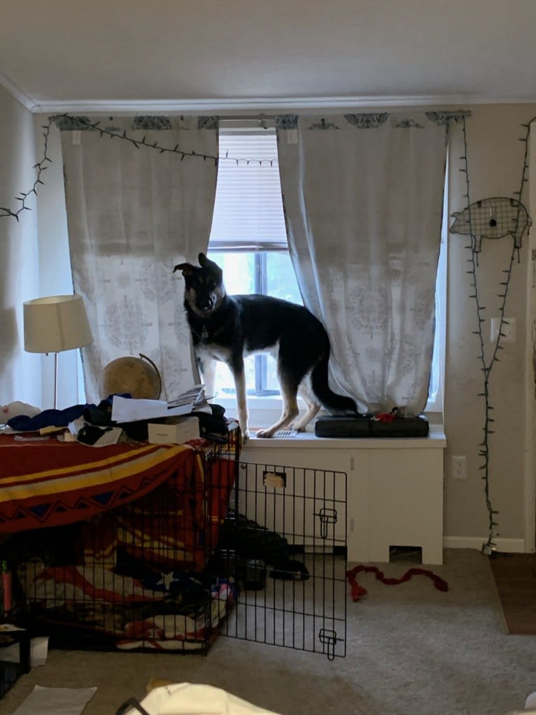 Zeus, a German Shepherd Dog tested with EmbarkVet.com