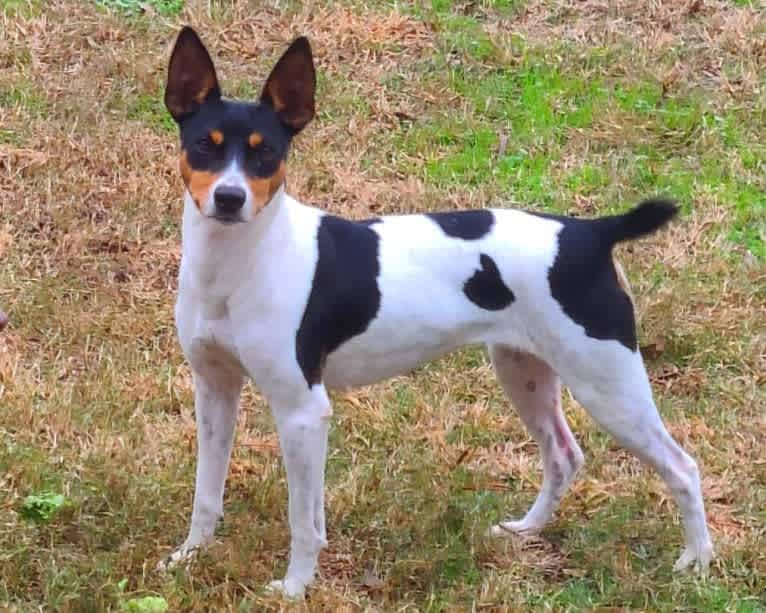 Hemi, a Rat Terrier tested with EmbarkVet.com