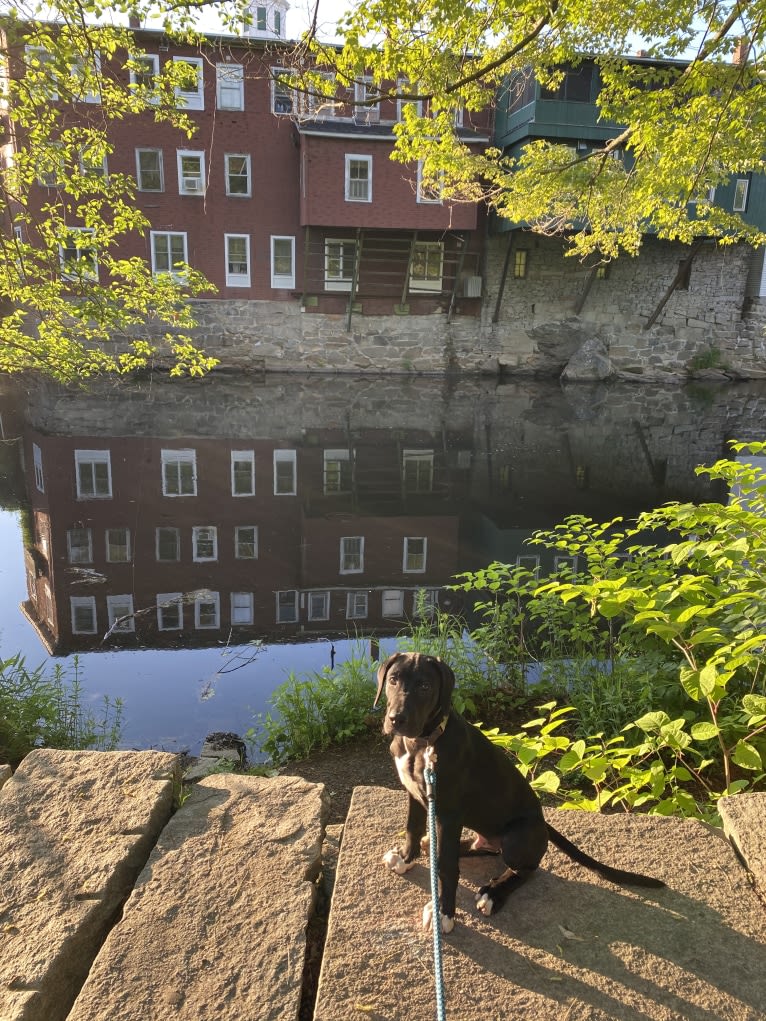 Beau, a Catahoula Leopard Dog and Great Dane mix tested with EmbarkVet.com