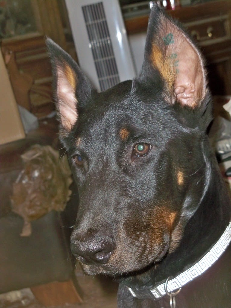 Meg, a Beauceron tested with EmbarkVet.com