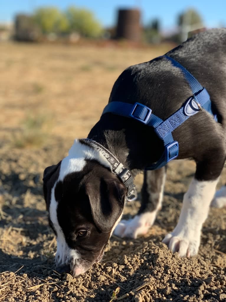 Luckie, an American Pit Bull Terrier and Border Collie mix tested with EmbarkVet.com