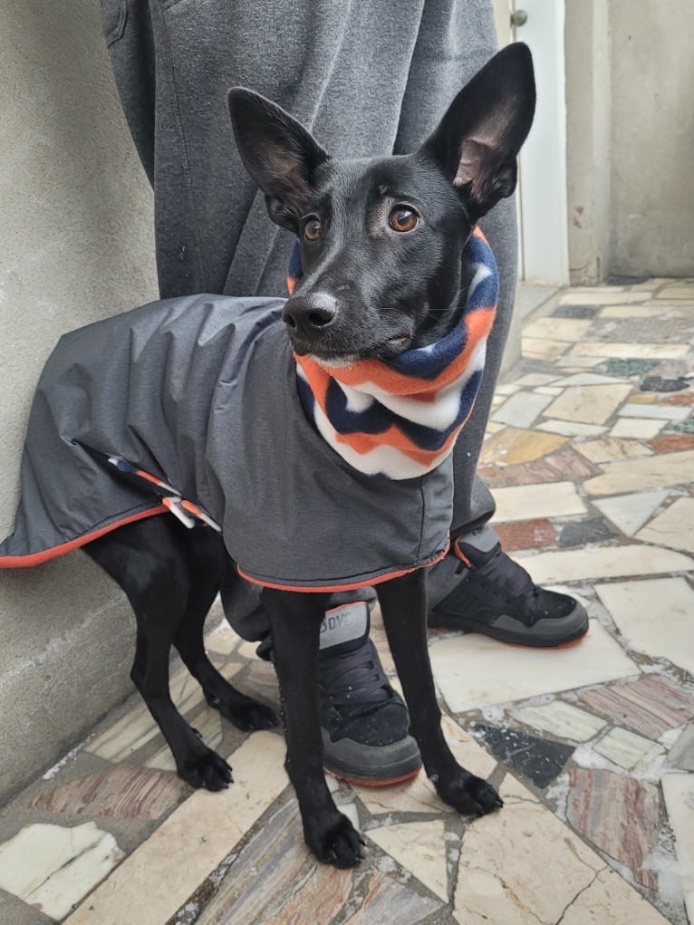 Truffa, an Eastern European Village Dog tested with EmbarkVet.com