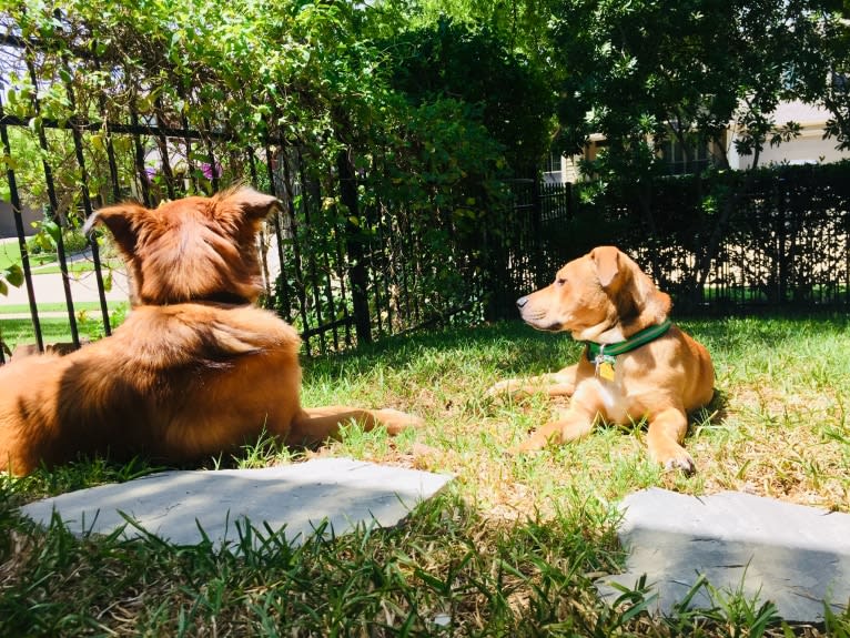 Everest, an American Pit Bull Terrier and Chow Chow mix tested with EmbarkVet.com