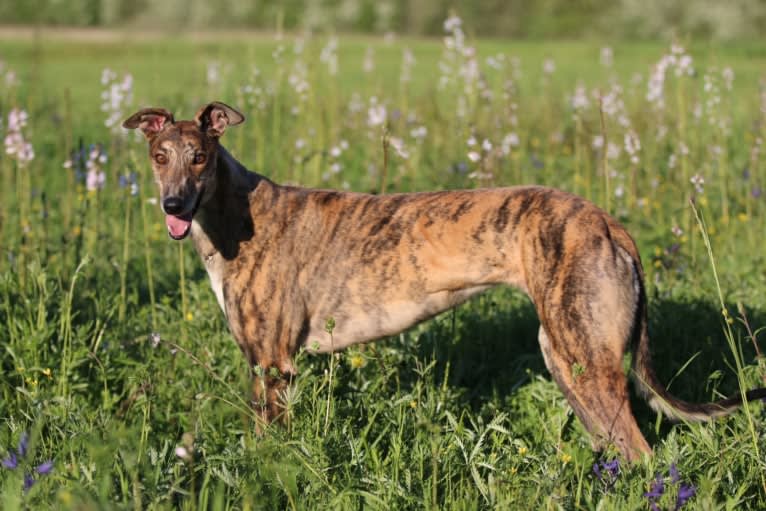 Sunny, a Greyhound tested with EmbarkVet.com