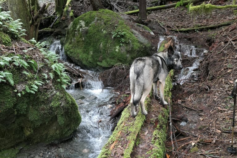 Kodiak, a Caucasian Ovcharka and German Shepherd Dog mix tested with EmbarkVet.com