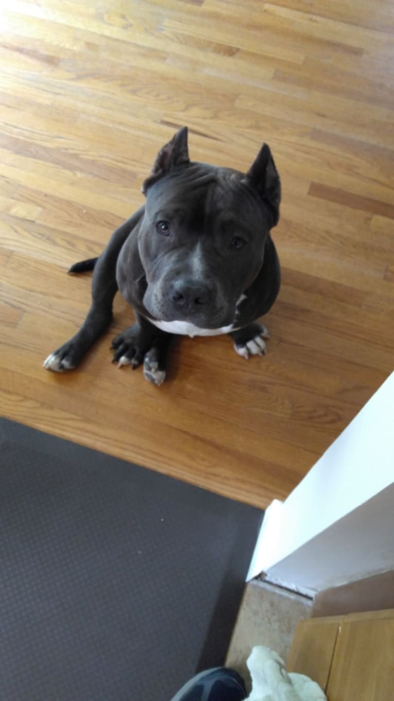 DOM, an American Bully tested with EmbarkVet.com