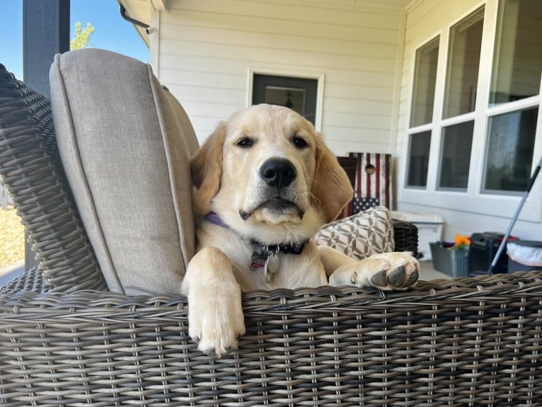 JACKIE, a Golden Retriever tested with EmbarkVet.com