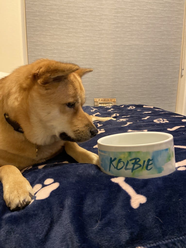 Kolbie, a Japanese or Korean Village Dog tested with EmbarkVet.com