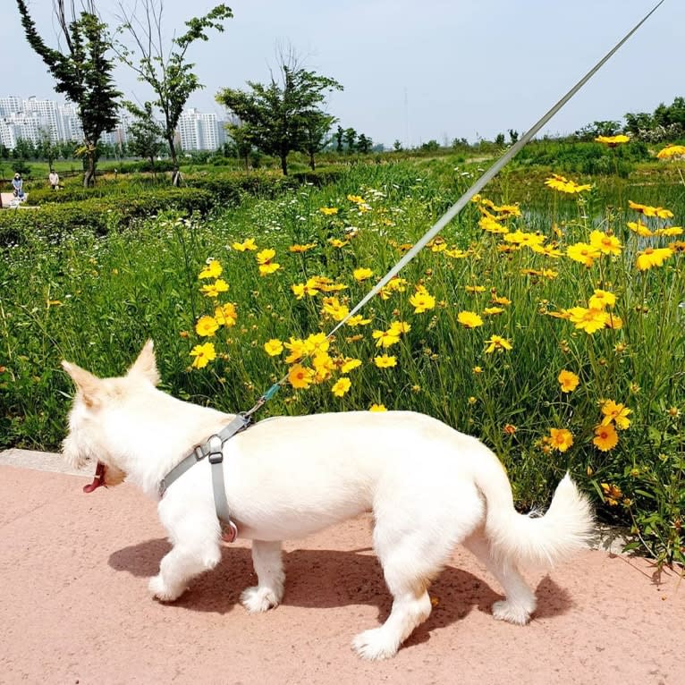 Obi, a Japanese or Korean Village Dog tested with EmbarkVet.com