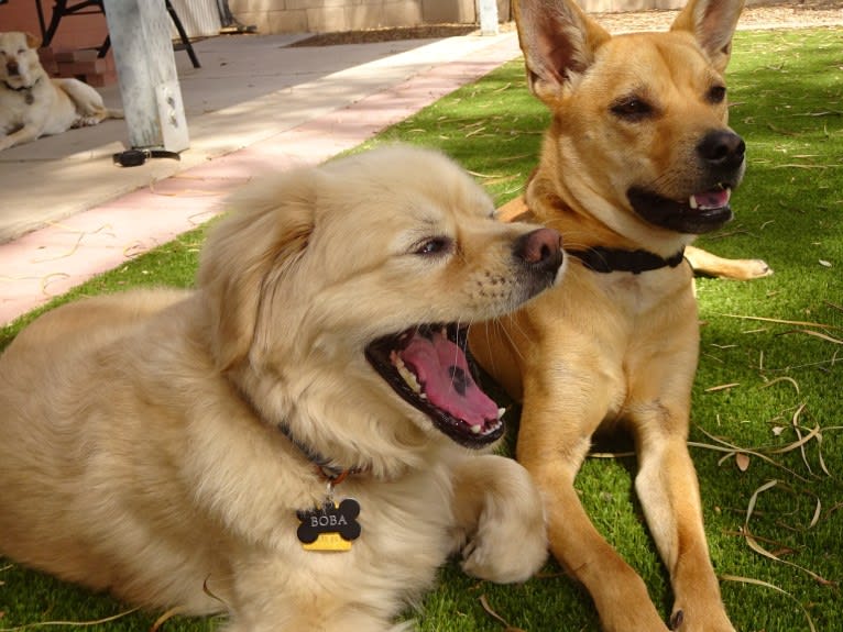 Bean, a Chow Chow and Chihuahua mix tested with EmbarkVet.com