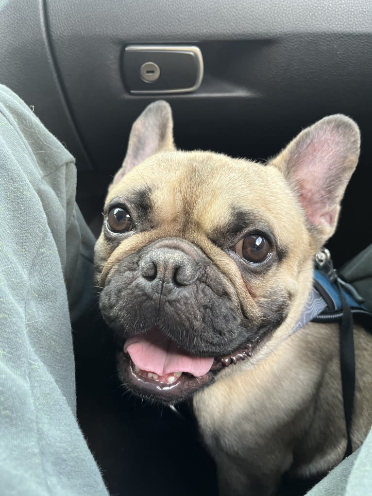 Bear, a French Bulldog and Bulldog mix tested with EmbarkVet.com