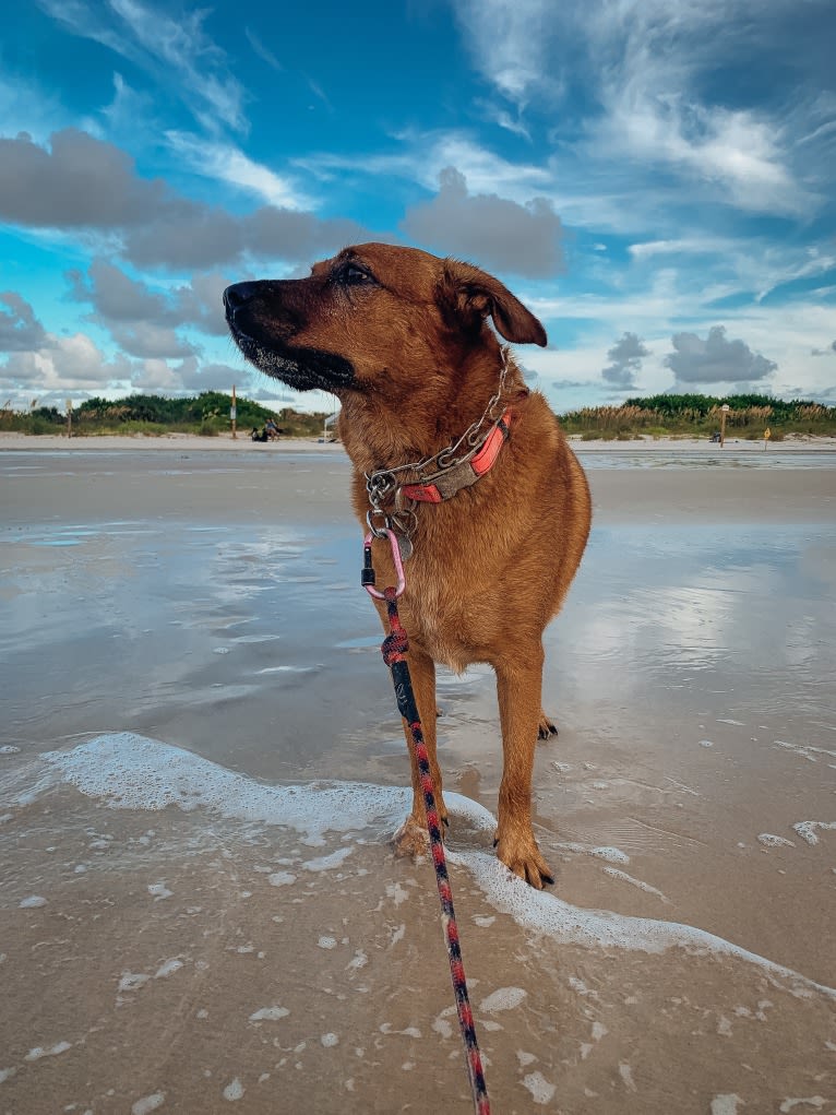 Kona, an Australian Cattle Dog and Labrador Retriever mix tested with EmbarkVet.com