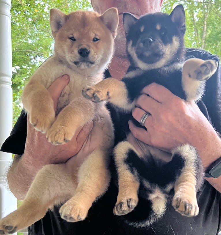 Carter, a Shiba Inu tested with EmbarkVet.com