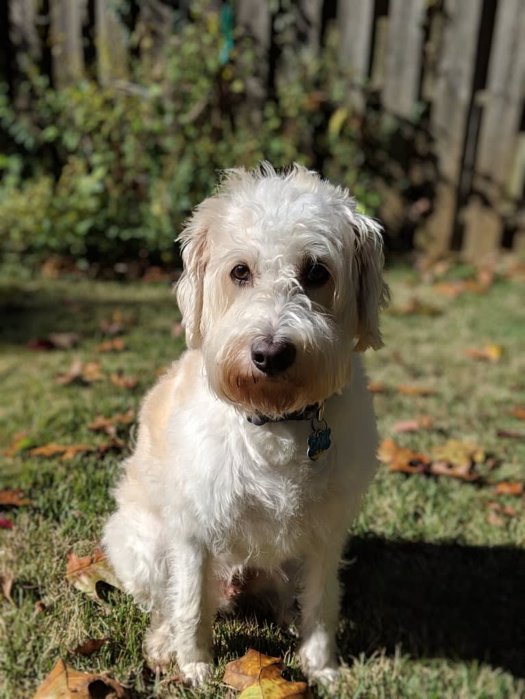 Cam, a Miniature Schnauzer and Cocker Spaniel mix tested with EmbarkVet.com