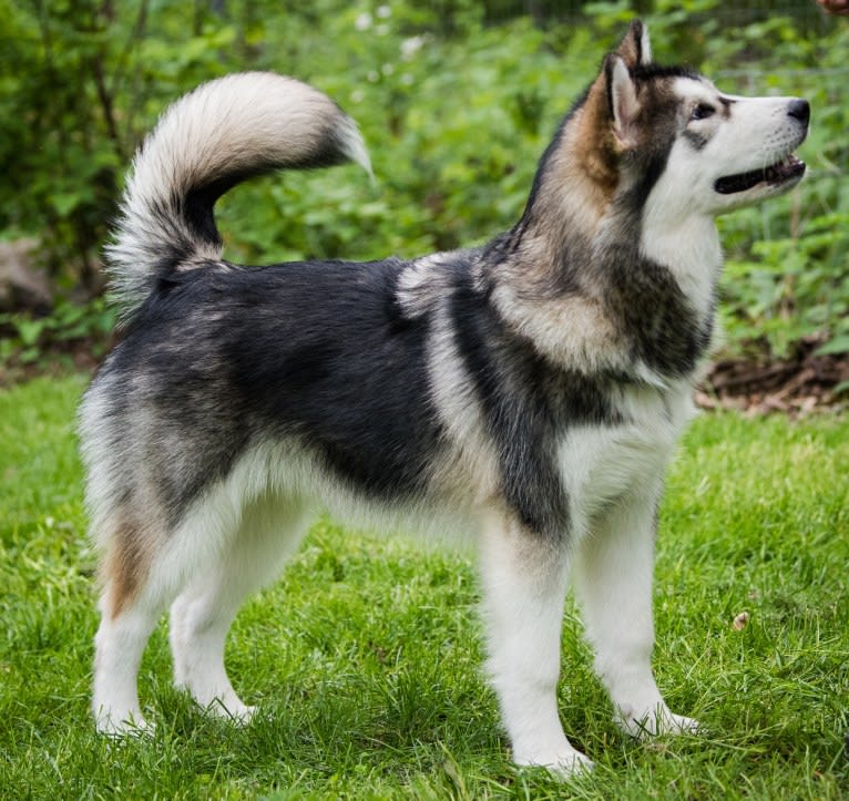 Renka, an Alaskan Malamute tested with EmbarkVet.com