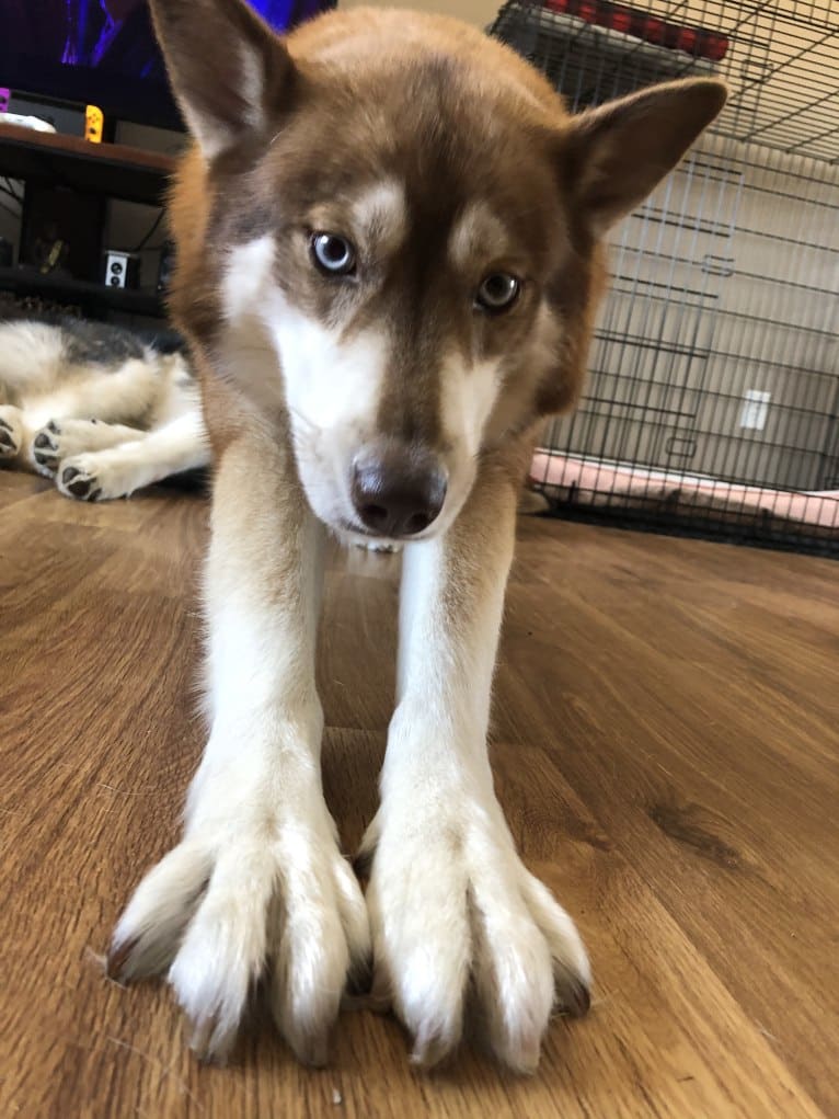 Asha, a Siberian Husky and German Shepherd Dog mix tested with EmbarkVet.com