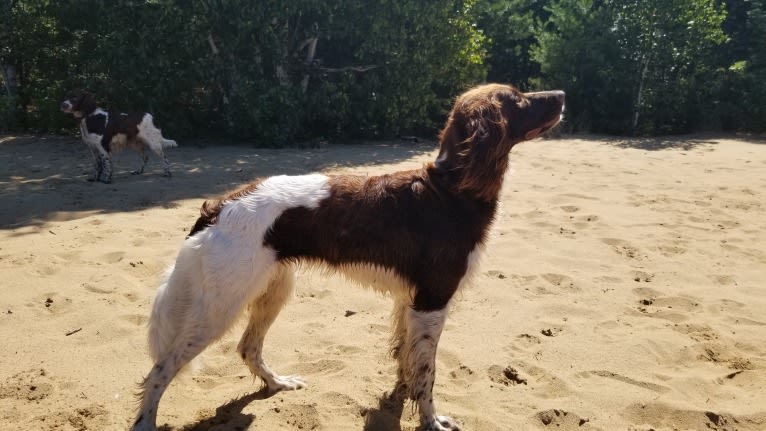 Angélique d'Arthémis, a French Spaniel tested with EmbarkVet.com