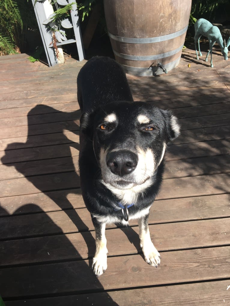 Bombao, an Eastern European Village Dog tested with EmbarkVet.com