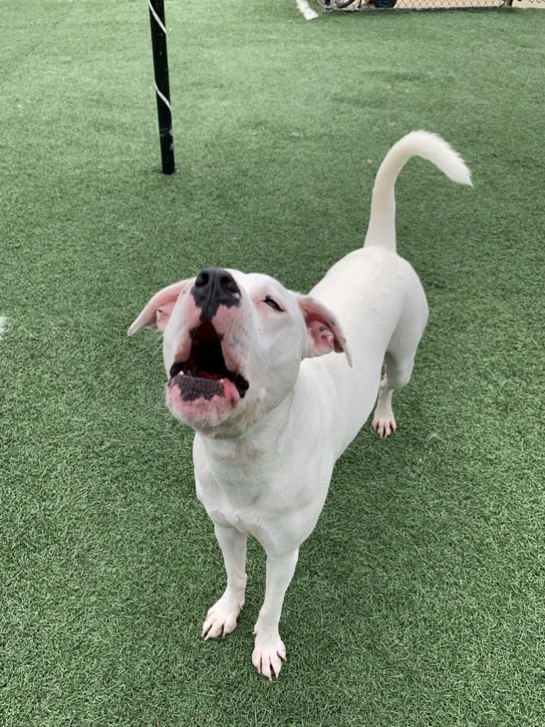 Tiptoe, an American Pit Bull Terrier and Great Pyrenees mix tested with EmbarkVet.com