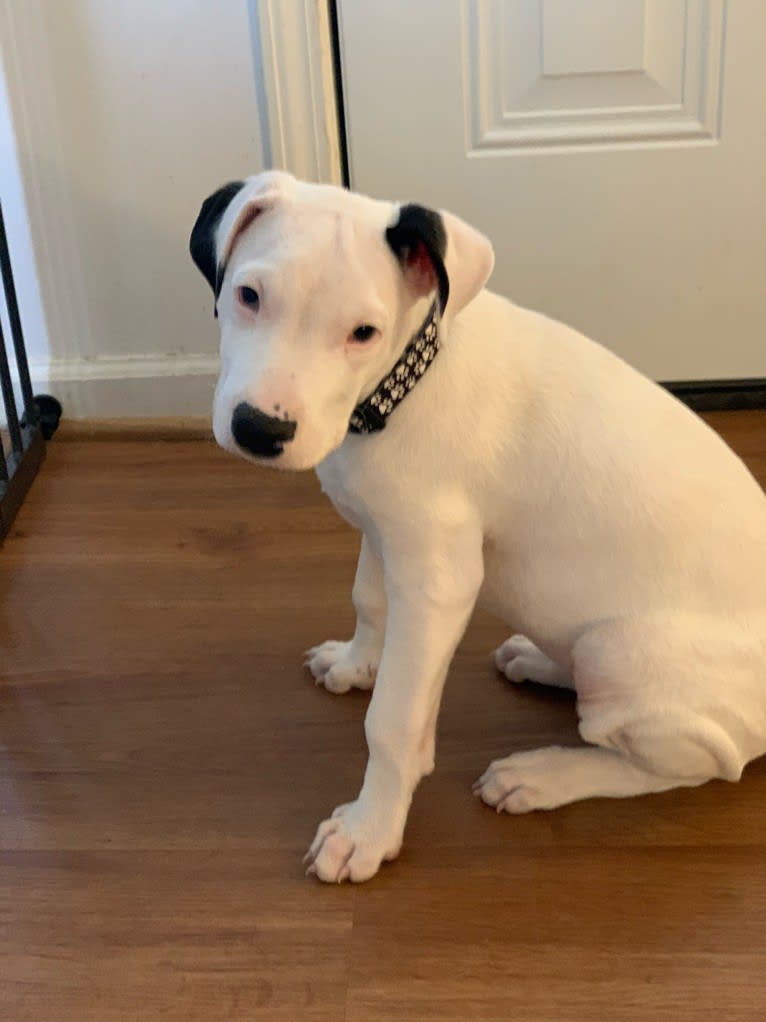 Tao-Tao, a Dogo Argentino tested with EmbarkVet.com