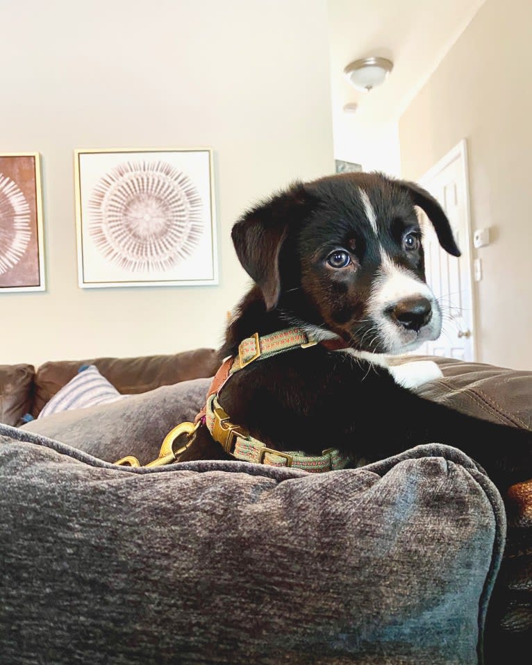 Marlowe Gandalf, a Siberian Husky and Australian Shepherd mix tested with EmbarkVet.com