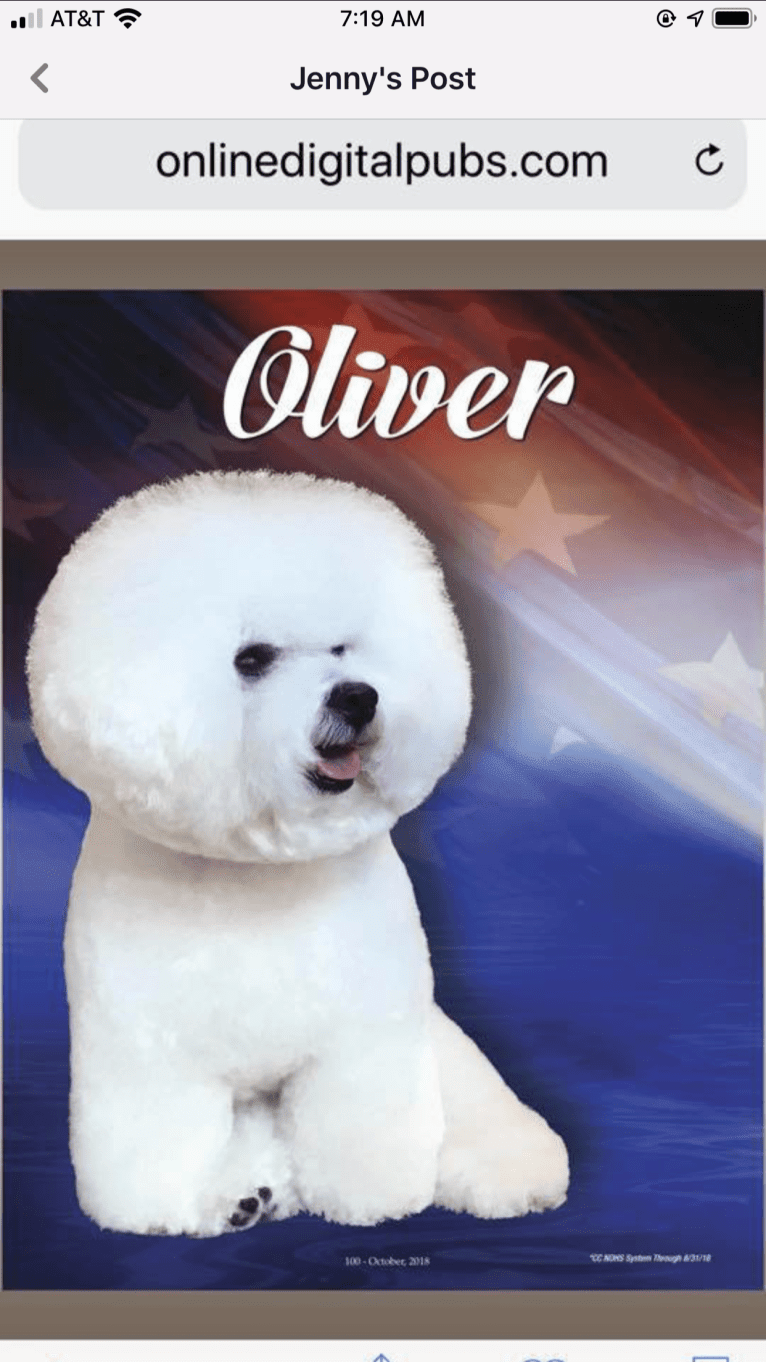 Oliver Norse, a Bichon Frise tested with EmbarkVet.com