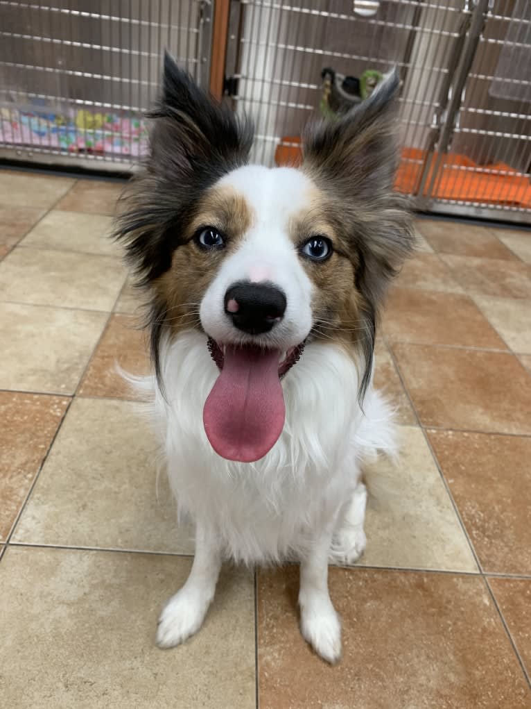 Pico, a Border Collie and Papillon mix tested with EmbarkVet.com