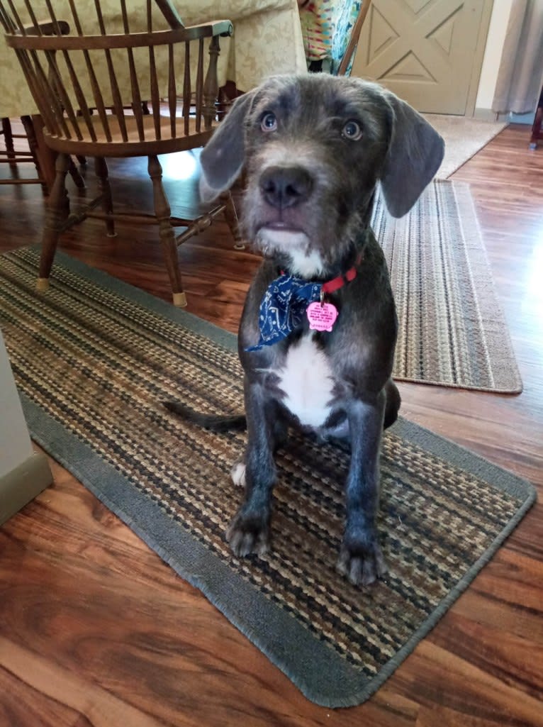 Puddin’ Pup, an American Pit Bull Terrier and Bluetick Coonhound mix tested with EmbarkVet.com