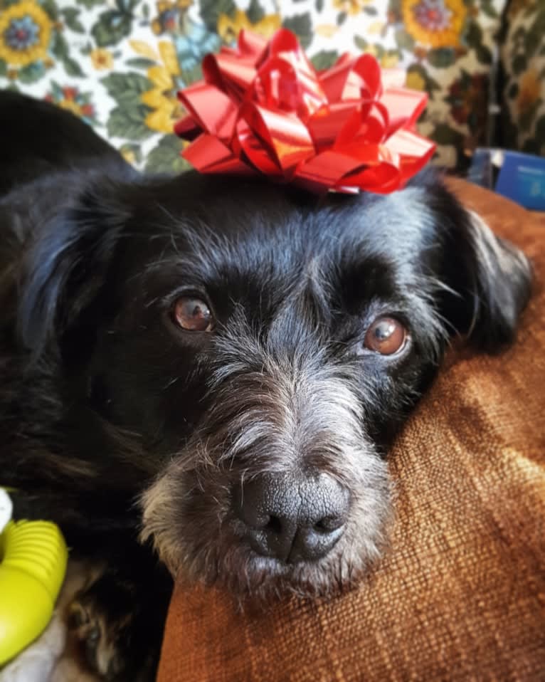 Little Bear, an Australian Cattle Dog and Shih Tzu mix tested with EmbarkVet.com