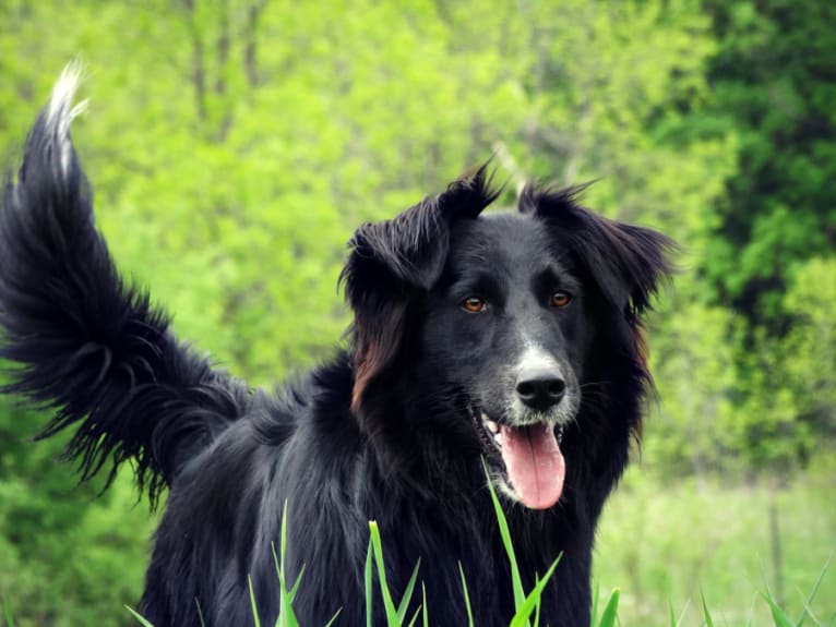 Zane, a Shetland Sheepdog and Labrador Retriever mix tested with EmbarkVet.com