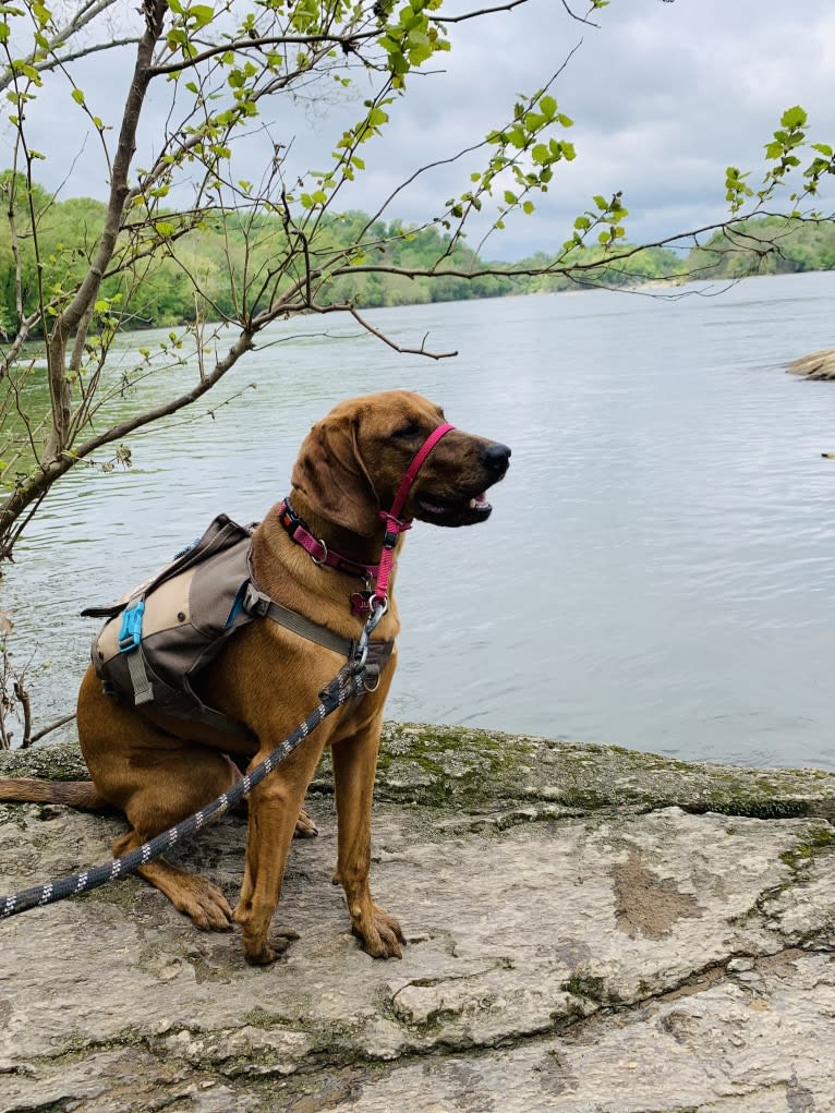 Julie, a Redbone Coonhound and Plott mix tested with EmbarkVet.com