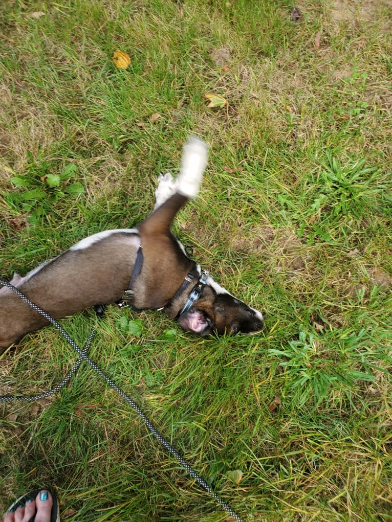 Boomer, an American Pit Bull Terrier and Labrador Retriever mix tested with EmbarkVet.com