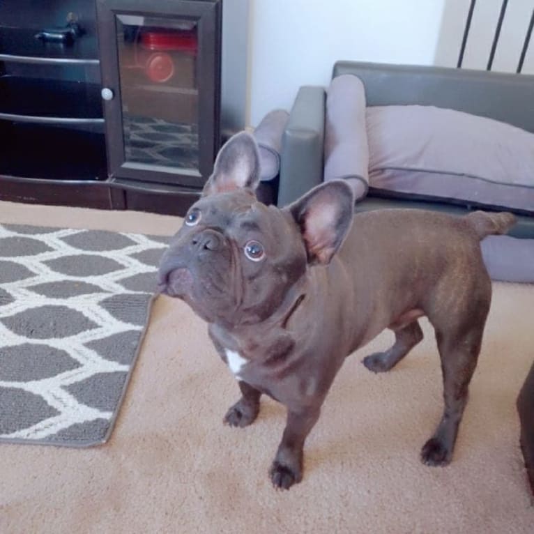 Diesel D, a French Bulldog tested with EmbarkVet.com