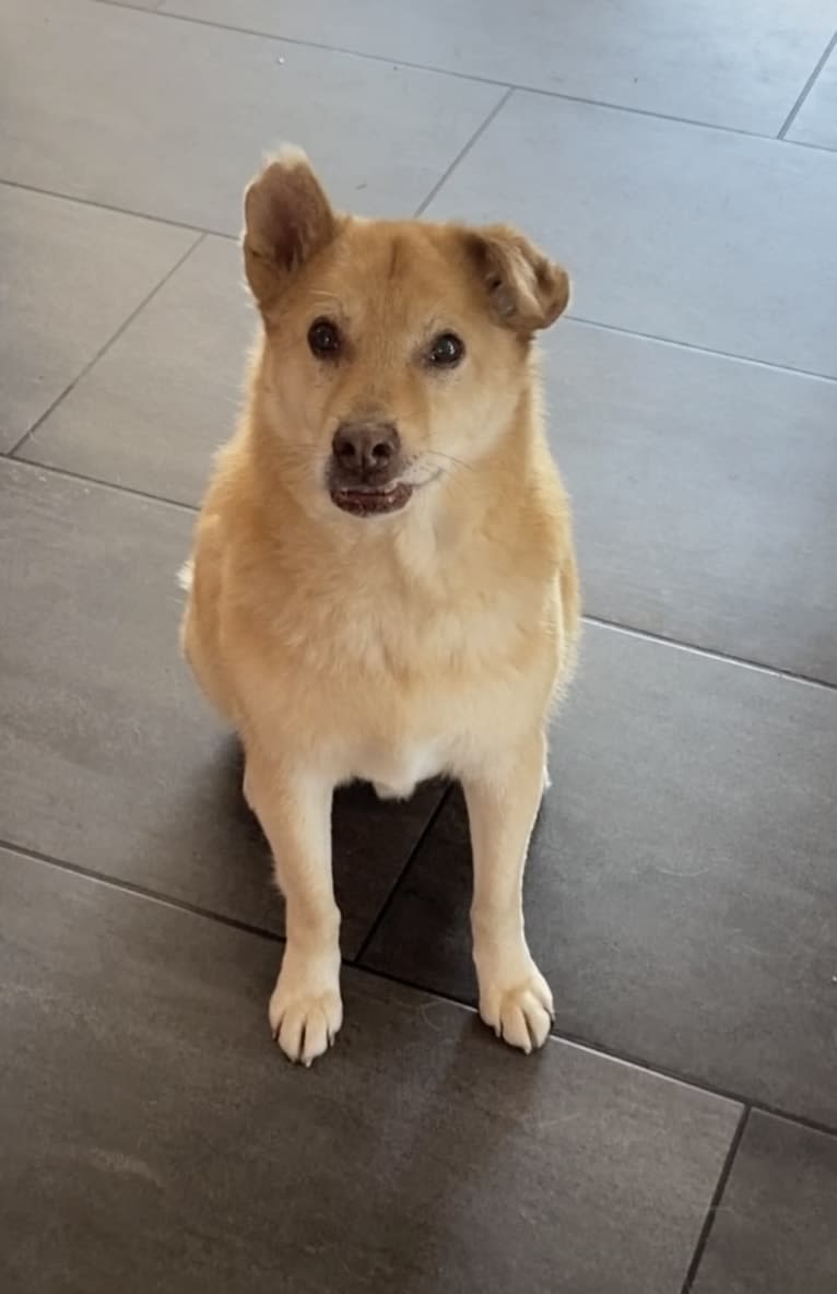 Jack, an Eastern European Village Dog tested with EmbarkVet.com