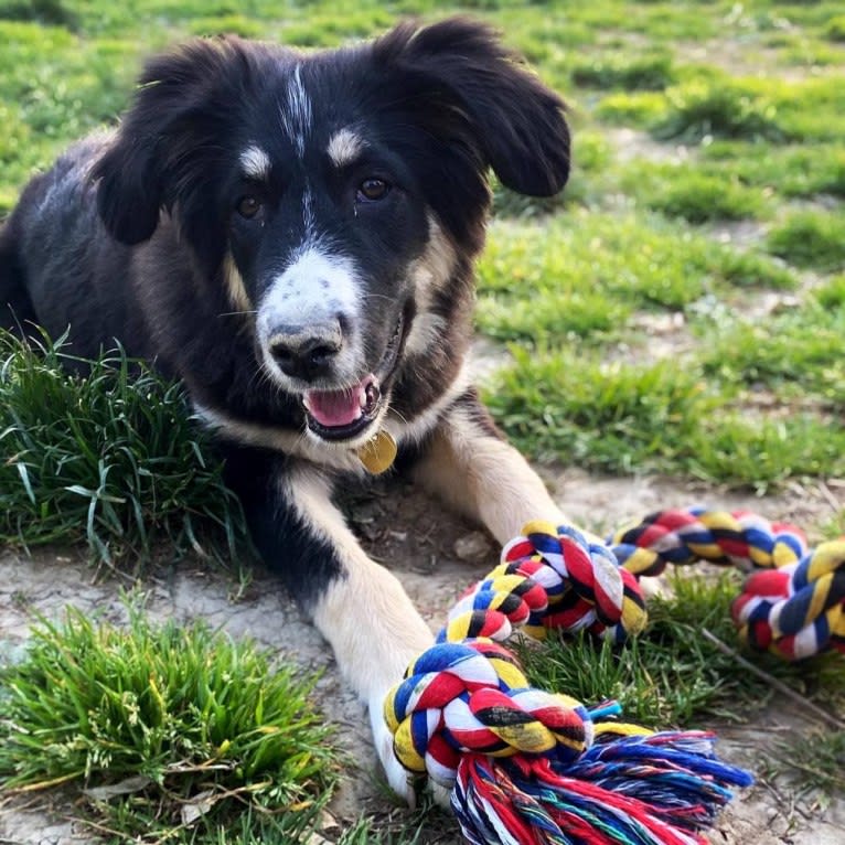 Pooka, an European Village Dog and Caucasian Ovcharka mix tested with EmbarkVet.com