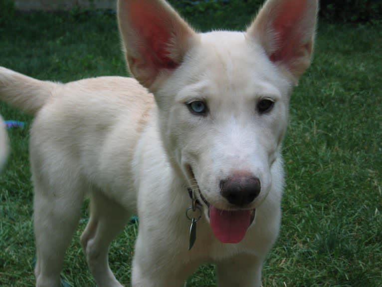 Nanuk, a Siberian Husky and German Shepherd Dog mix tested with EmbarkVet.com