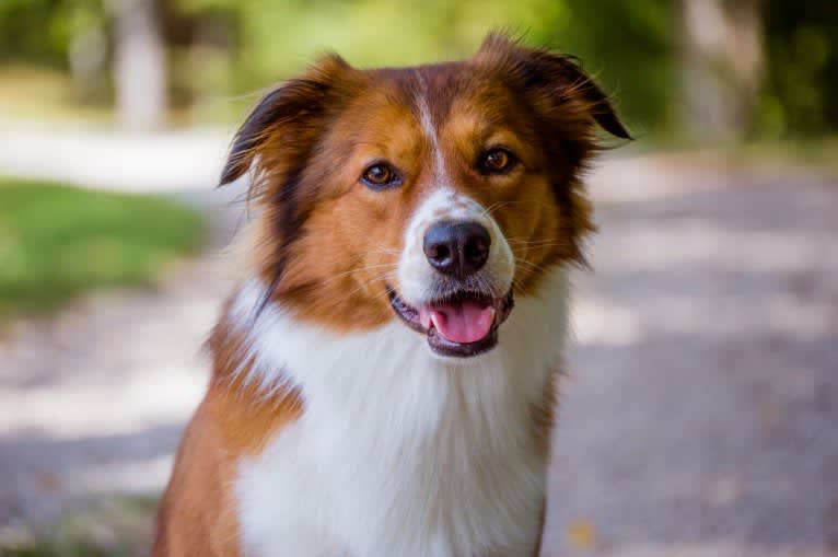 Mac, an English Shepherd tested with EmbarkVet.com