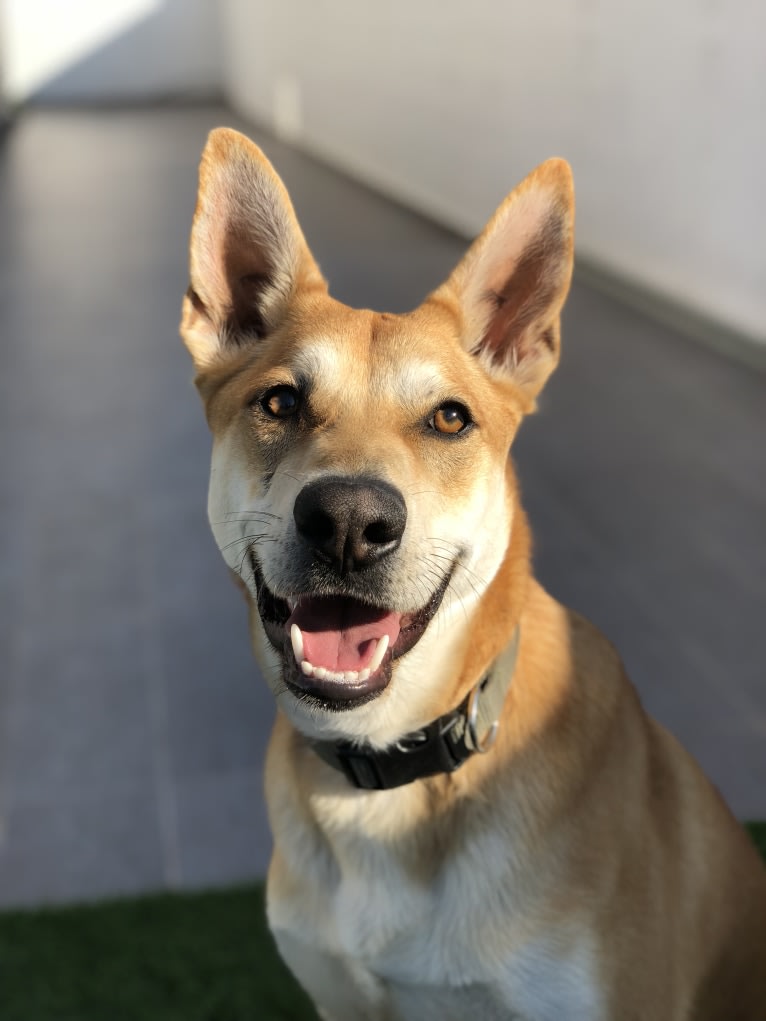 Ralph, a German Shepherd Dog and European Village Dog mix tested with EmbarkVet.com