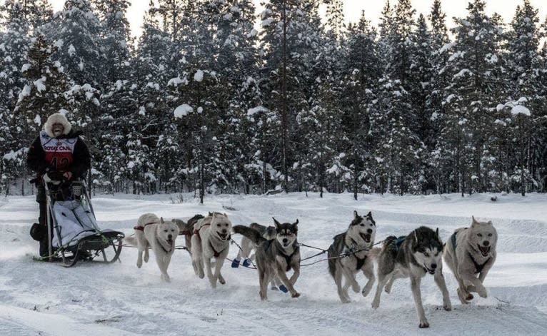 Pamuk av Vargevass, a Siberian Husky tested with EmbarkVet.com