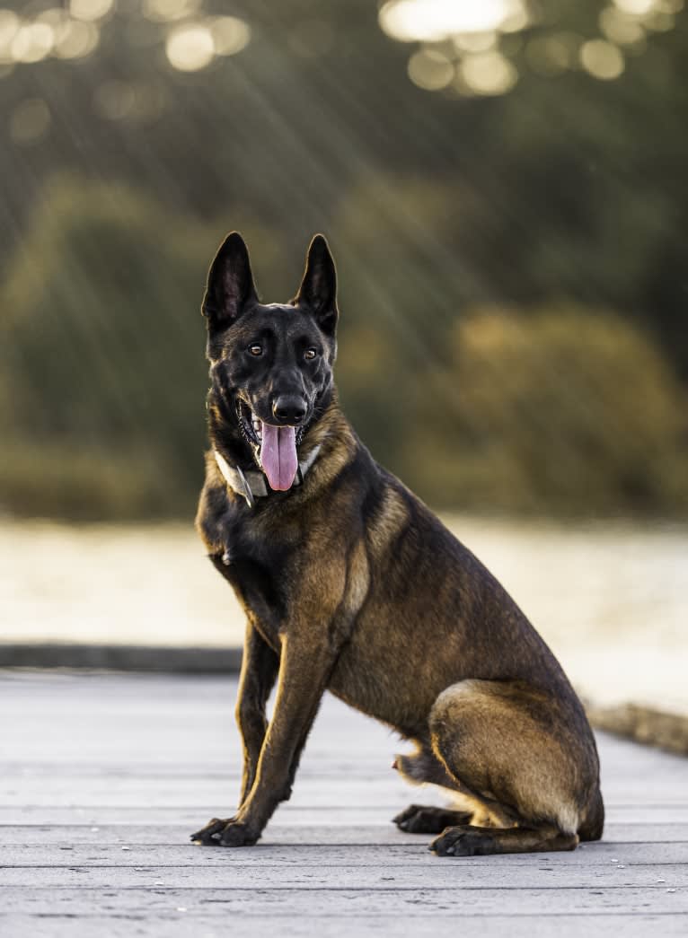 Kid, a Belgian Shepherd tested with EmbarkVet.com