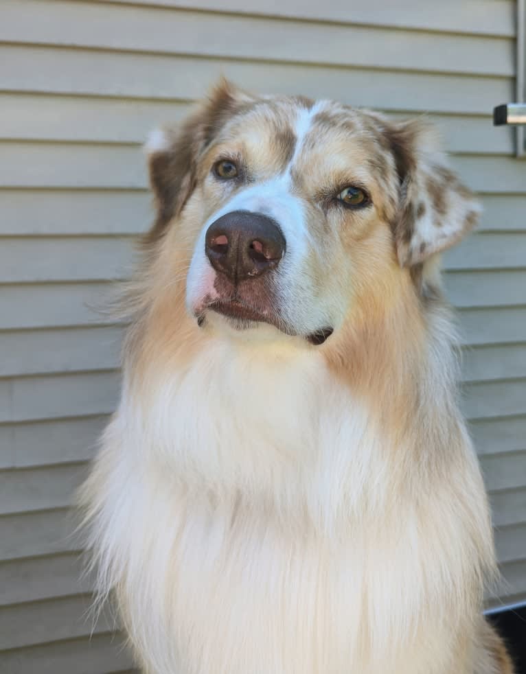 Neville, an Australian Shepherd tested with EmbarkVet.com